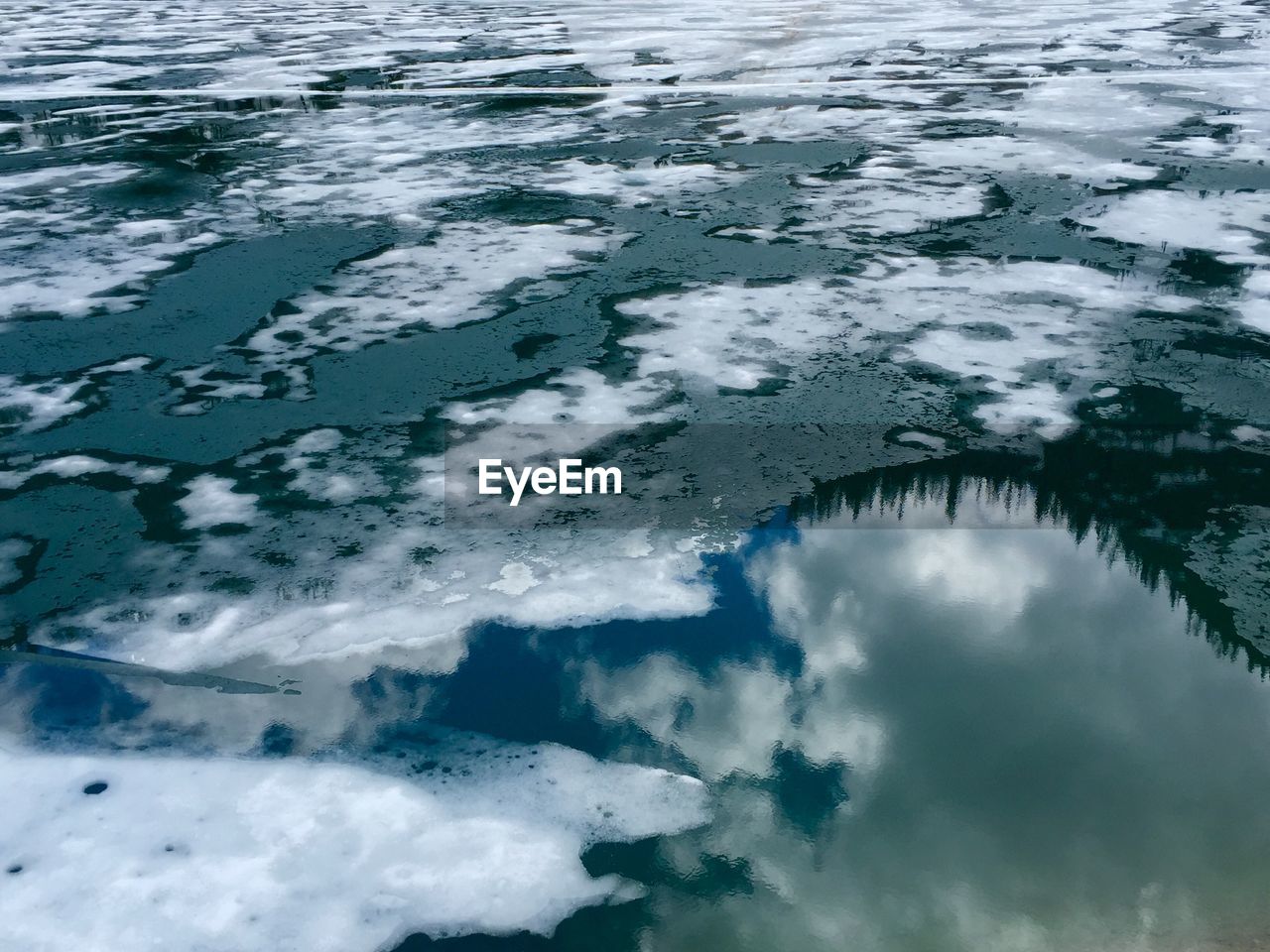 TREES IN WATER