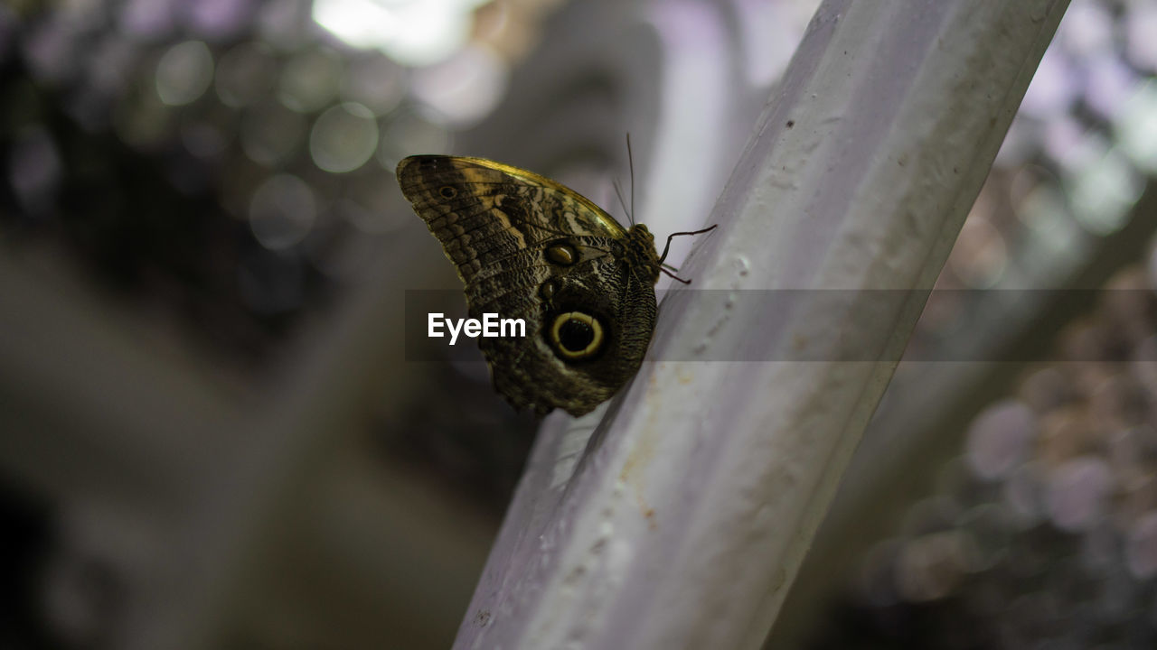 BUTTERFLY ON A FLOWER