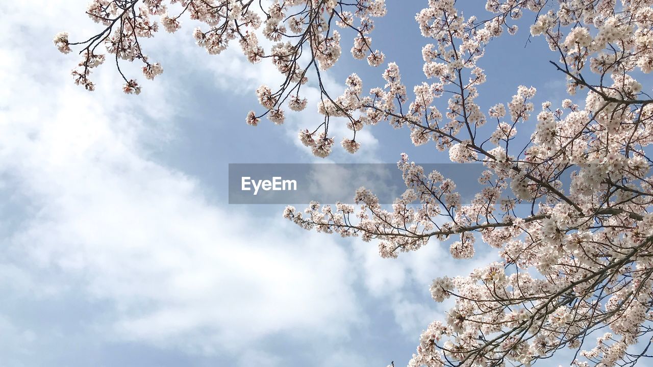 LOW ANGLE VIEW OF CHERRY BLOSSOMS IN SPRING