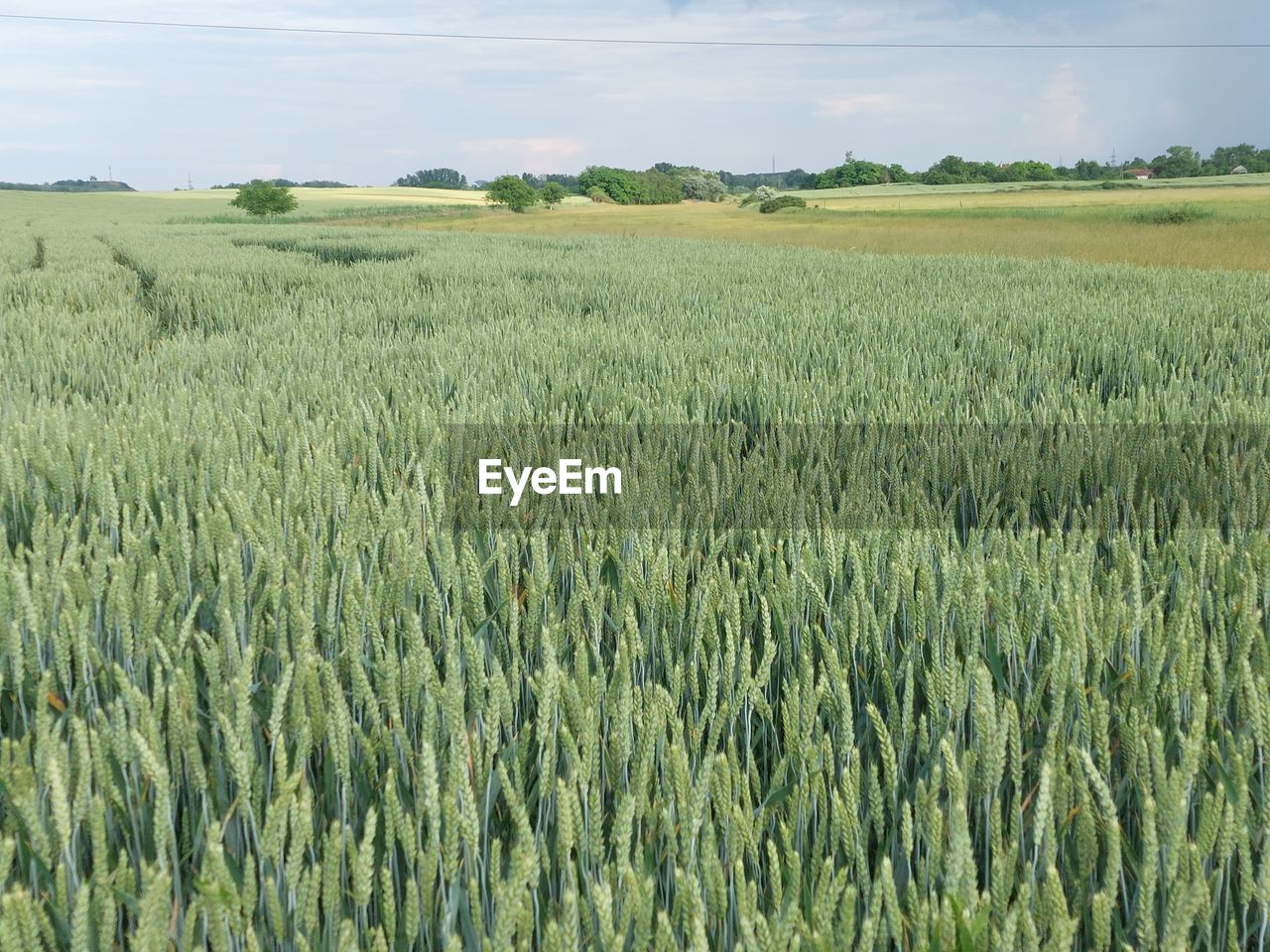 landscape, field, plant, agriculture, land, rural scene, environment, growth, crop, cereal plant, sky, nature, wheat, food, beauty in nature, farm, no people, green, scenics - nature, triticale, day, cloud, grassland, grass, prairie, plain, tranquility, barley, outdoors, rye, food and drink, emmer, abundance, paddy field, tranquil scene, food grain, horizon over land, horizon
