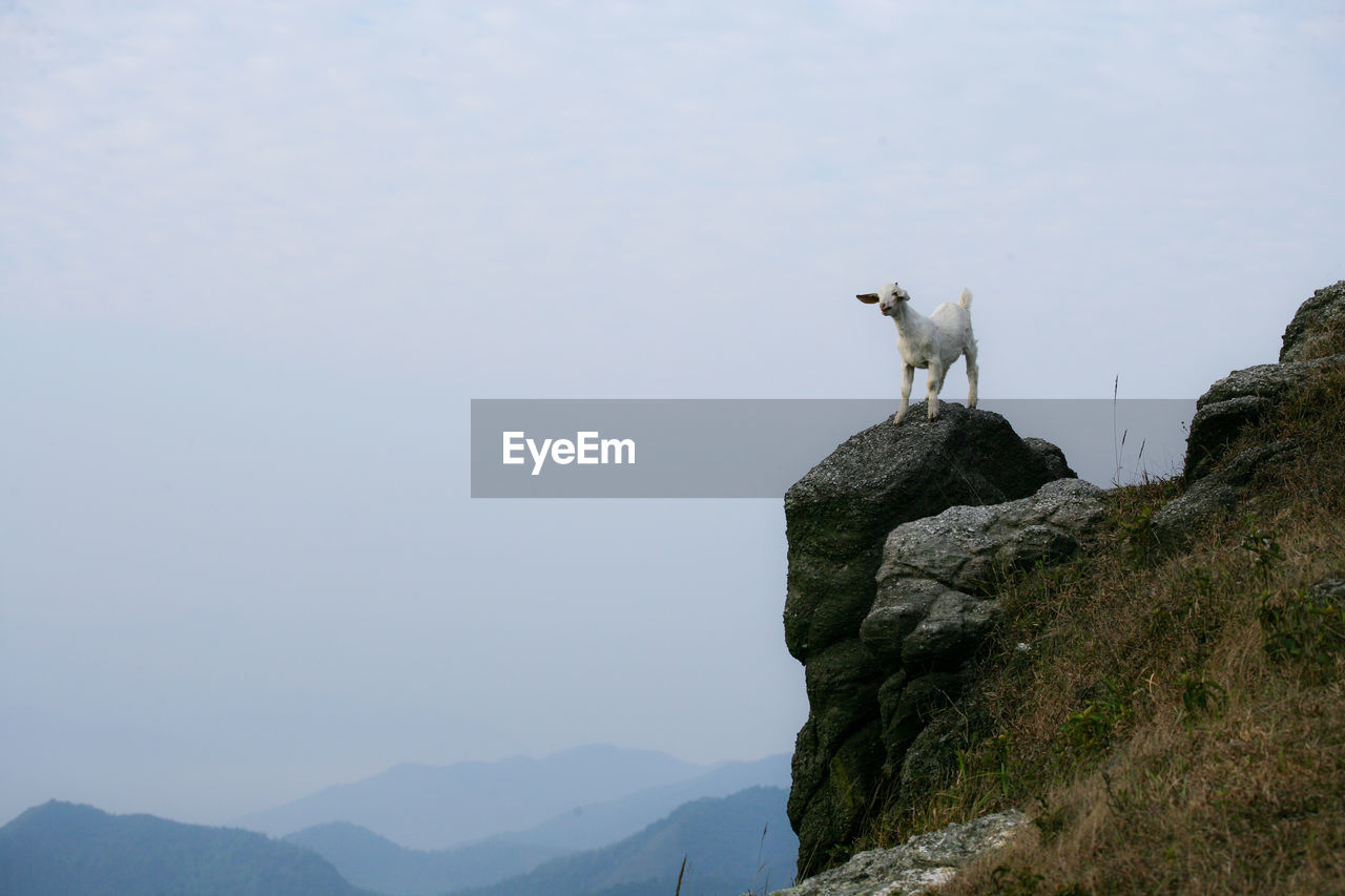 Low angle view of animal on rock against sky