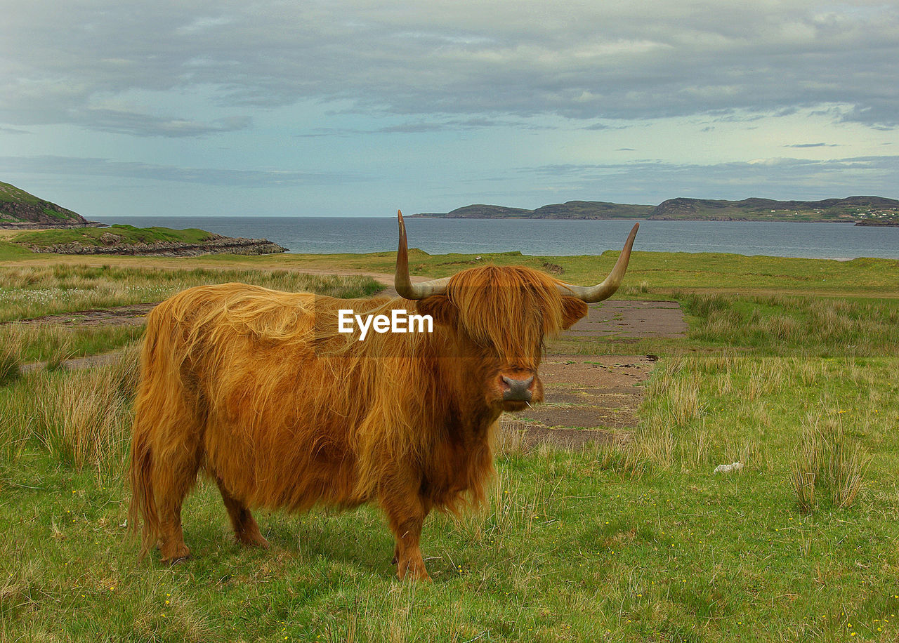 COW ON FIELD AGAINST SKY