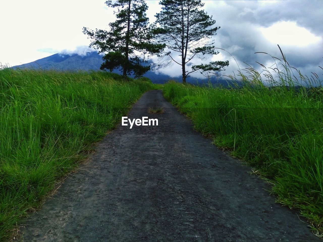 ROAD PASSING THROUGH FIELD