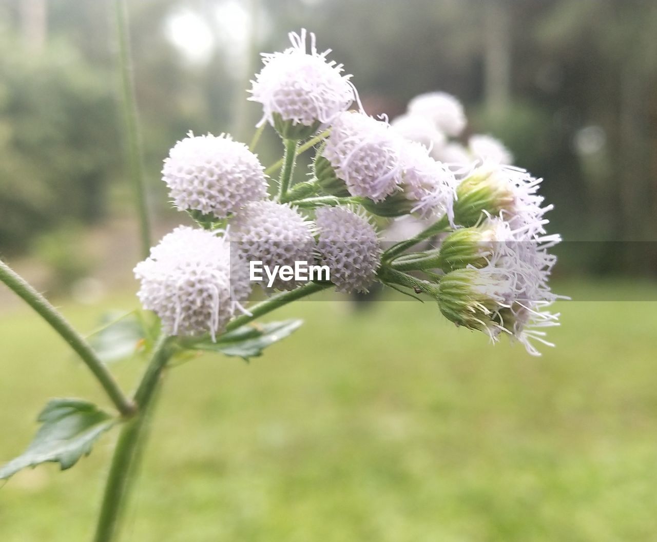 CLOSE UP OF WHITE FLOWERING PLANT