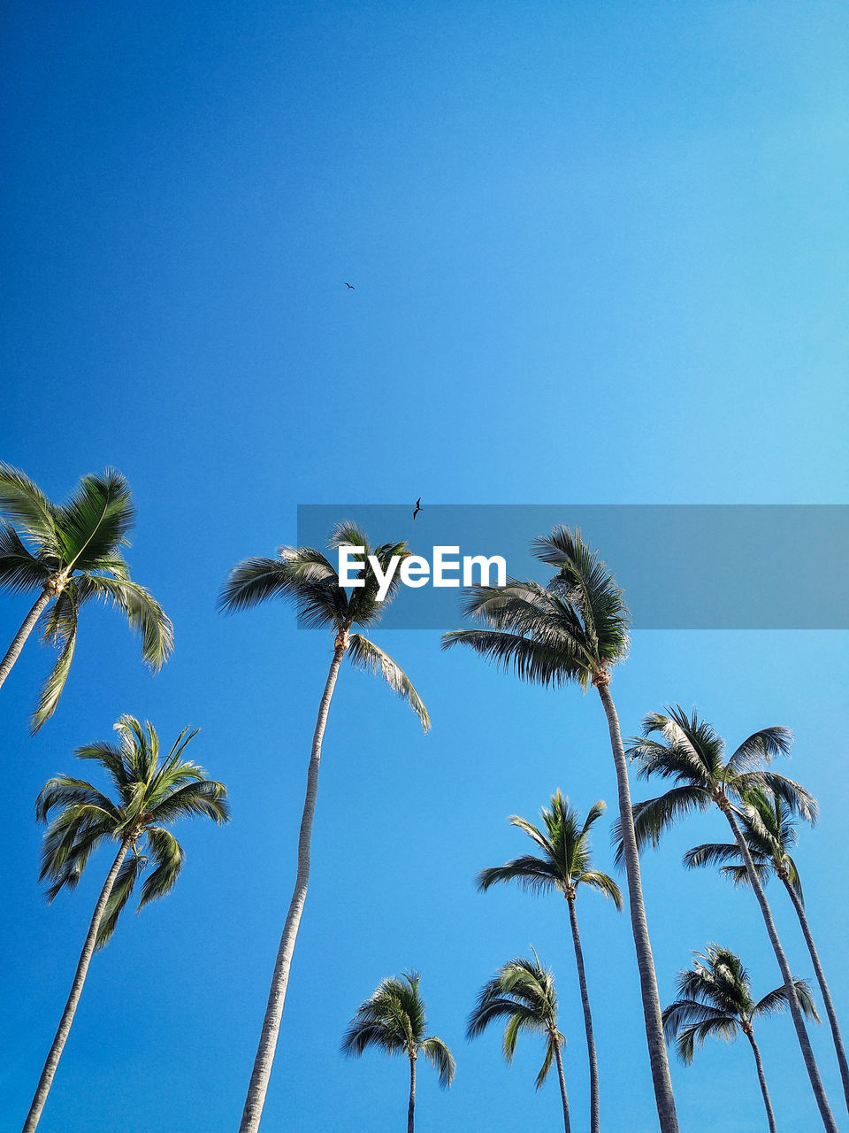 Low angle view of coconut palm trees against clear blue sky