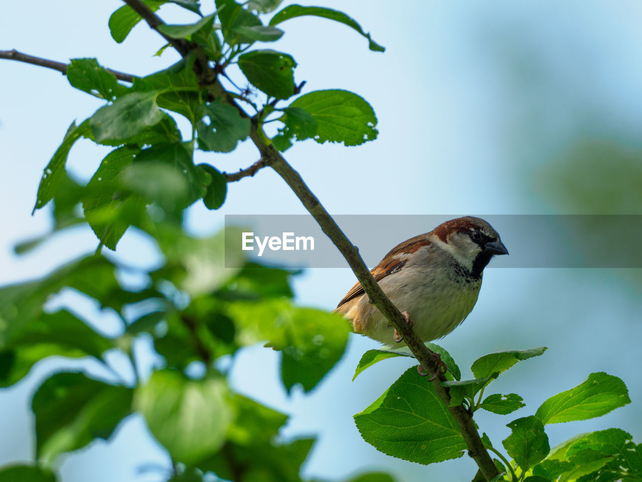 Low angle view of house sparrow perching on branch