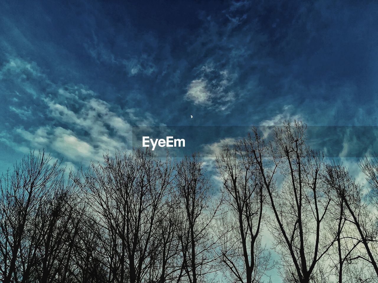 LOW ANGLE VIEW OF TREES AGAINST BLUE SKY