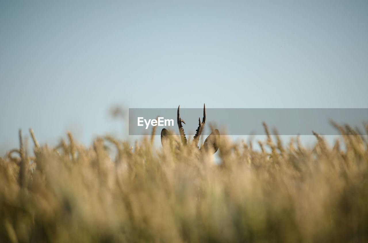 Deer on grassy field against clear sky