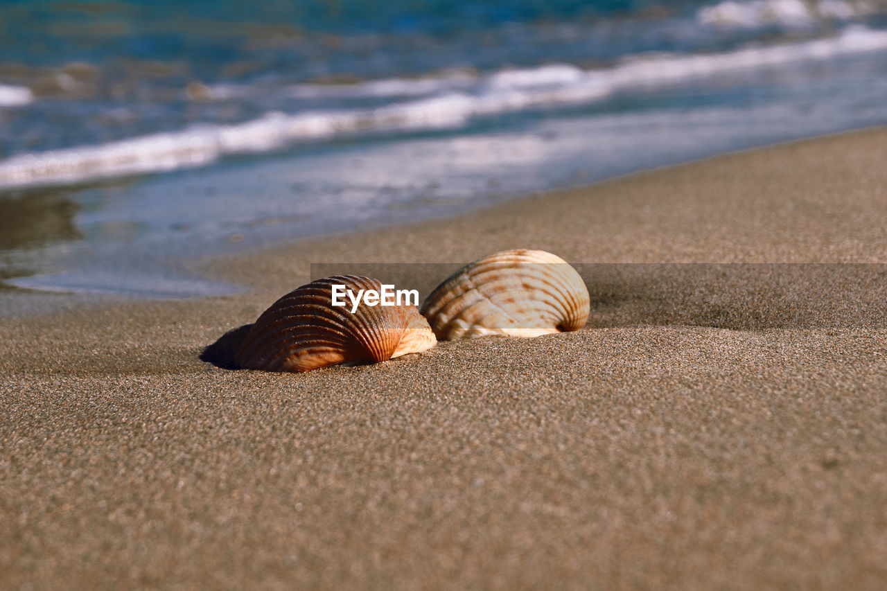 CLOSE-UP OF SHELLS ON BEACH