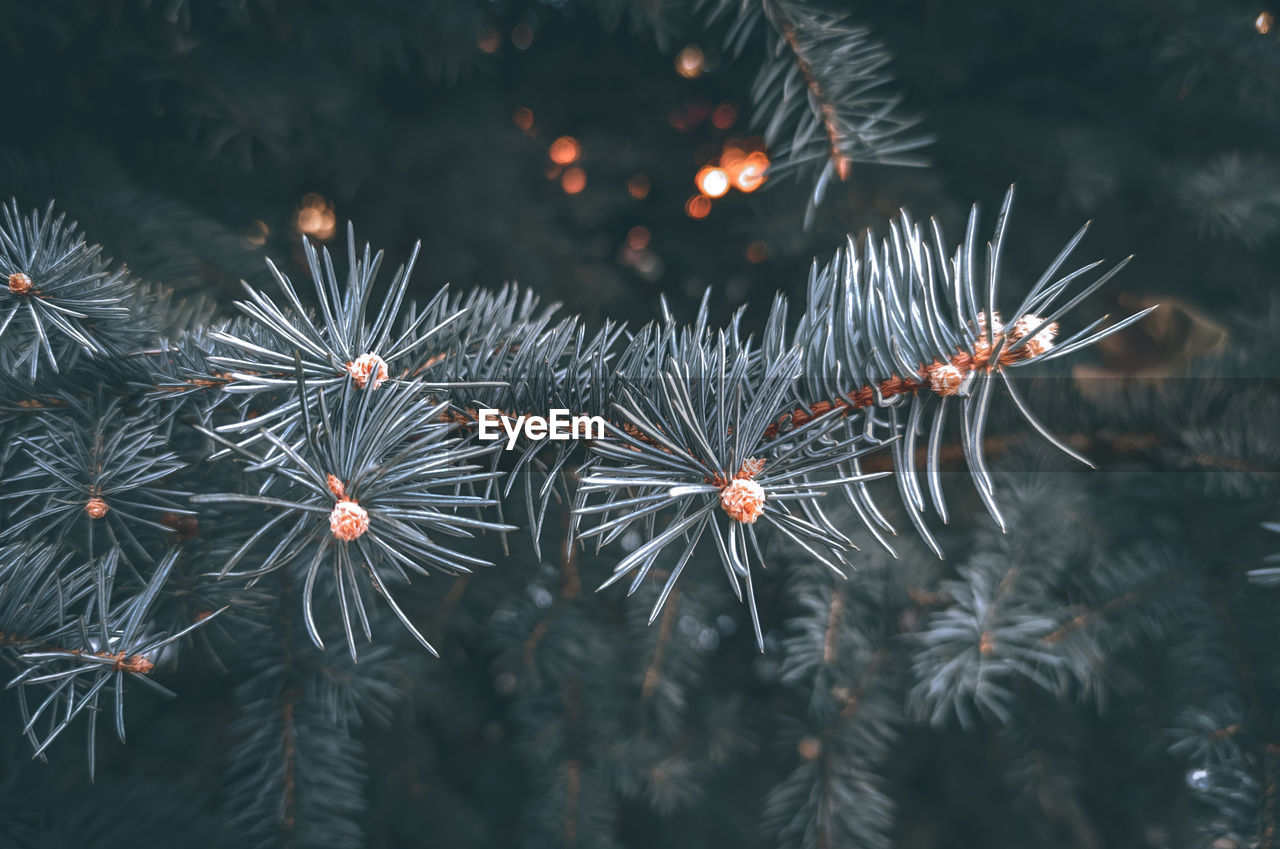 Blue spruce, winter, russia. christmas mood