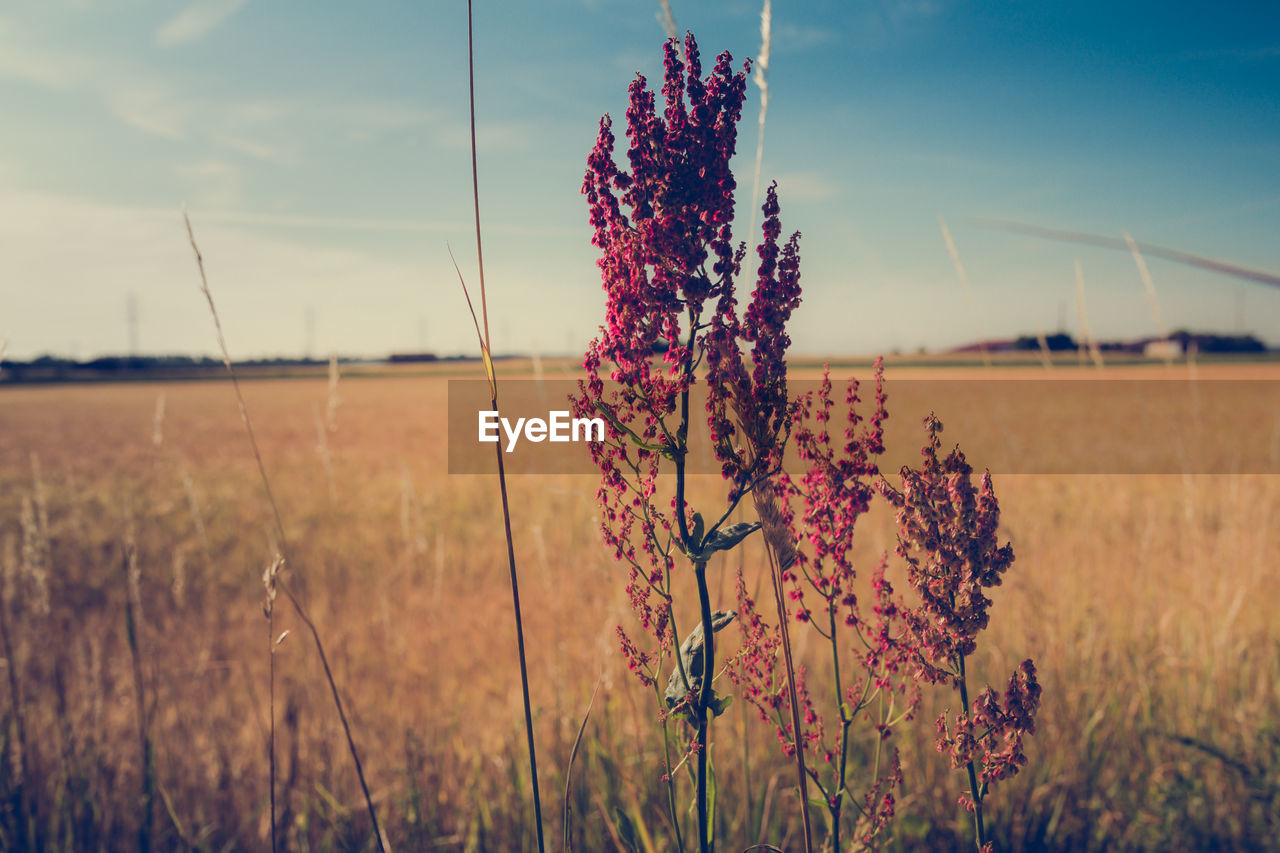 Close-up of flowers growing in field