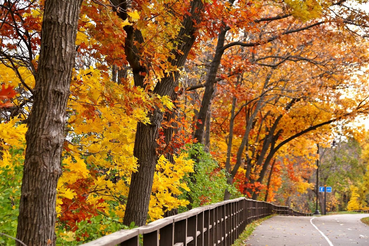 Autumn trees at roadside