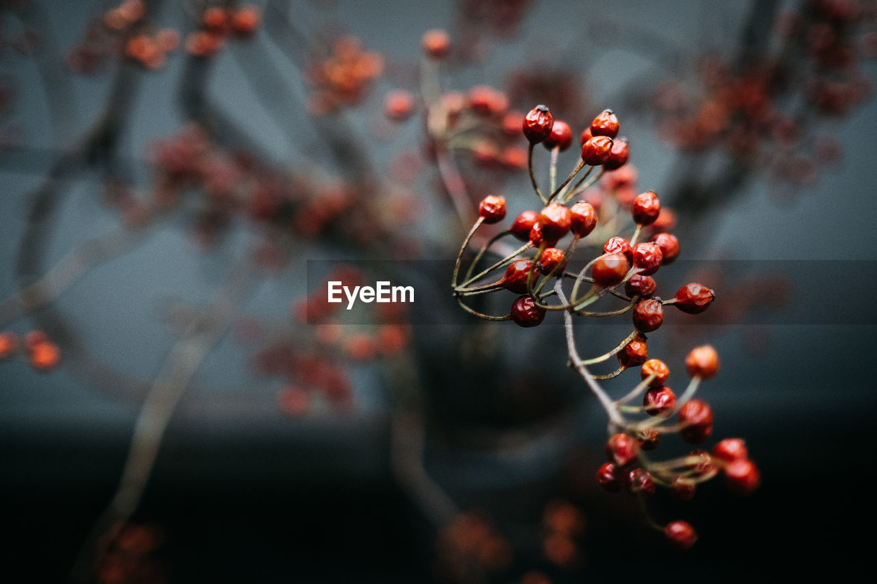 Close-up of berries growing on tree