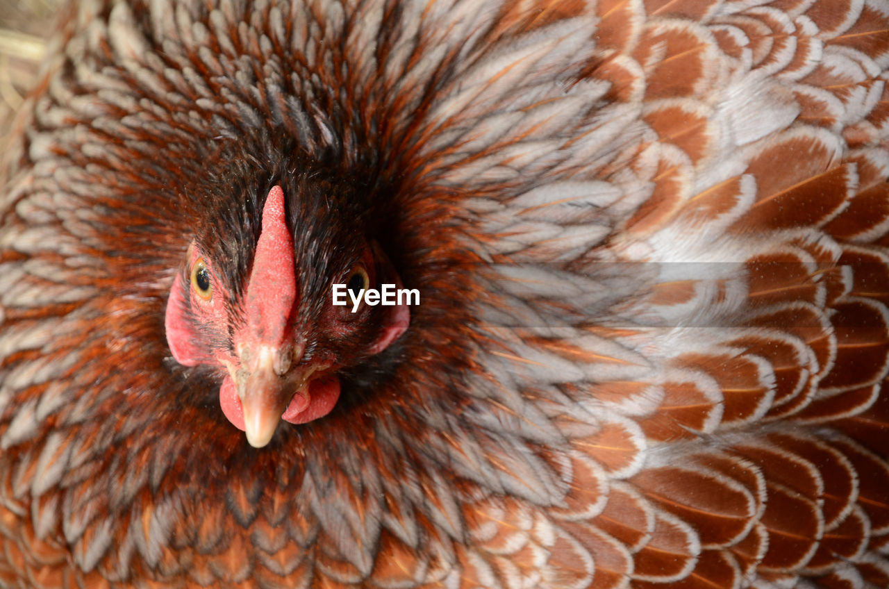 Close-up portrait of chicken