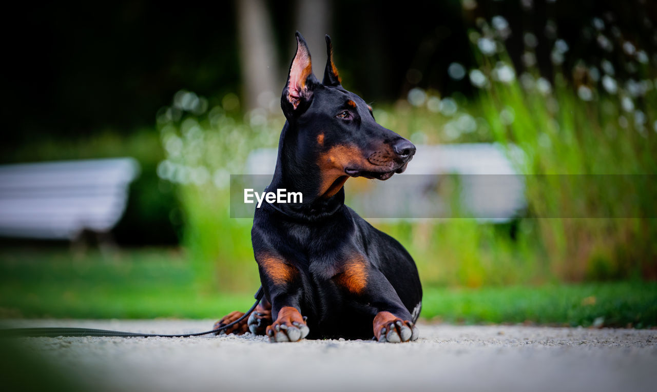 Dobermann looking away on field