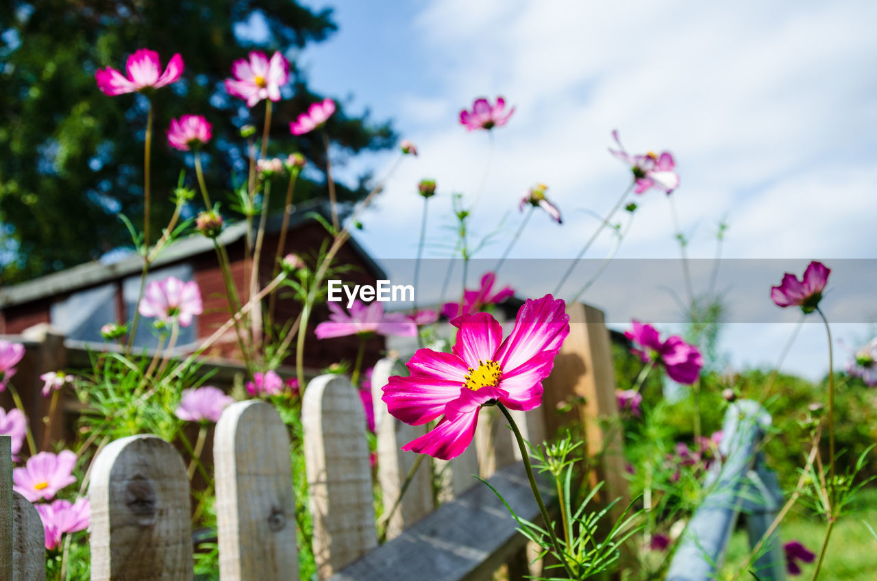 Close-up of pink cosmos flowers