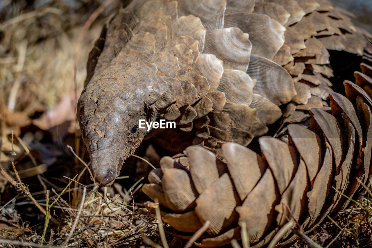 CLOSE-UP OF ANIMAL SKULL ON DRY LAND