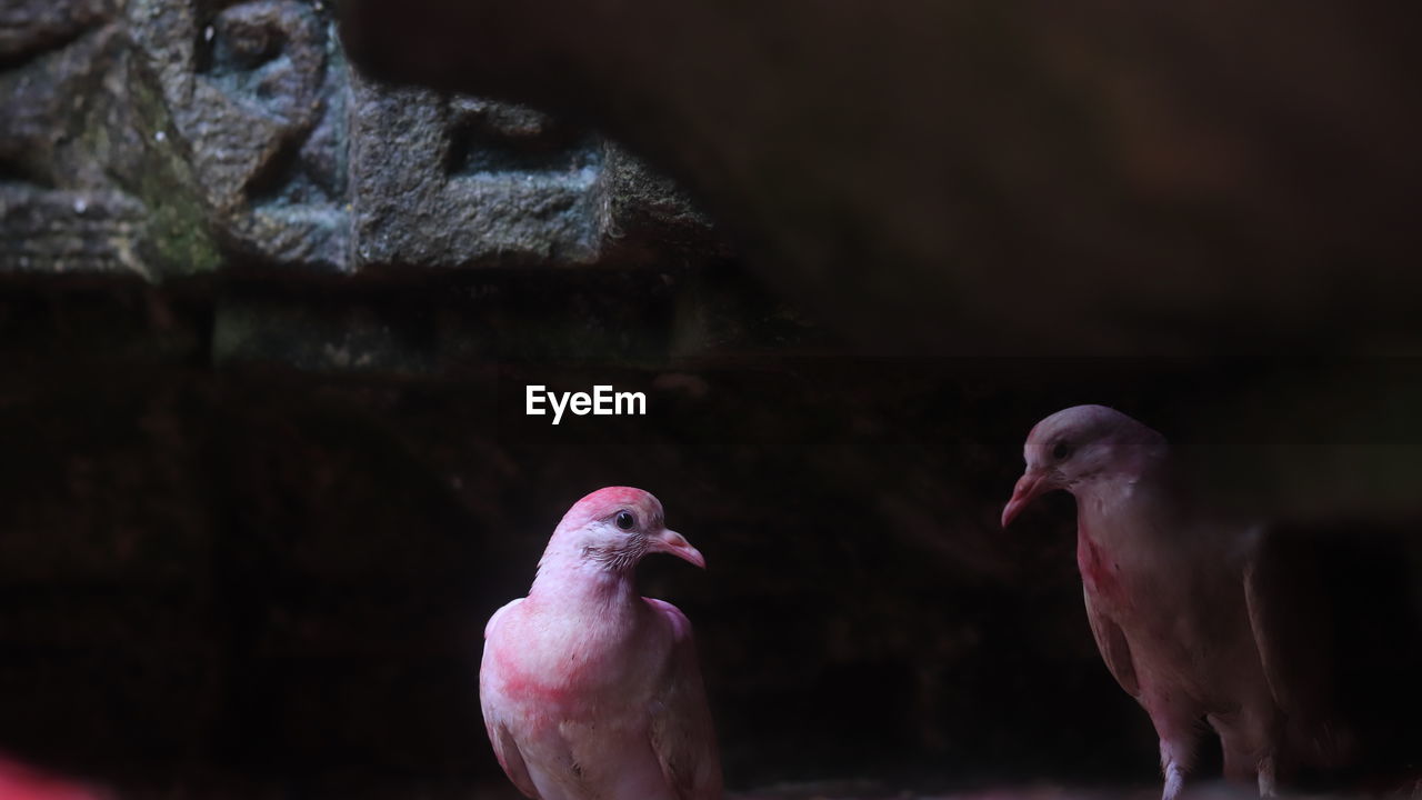 CLOSE-UP OF BIRDS PERCHING ON PINK FLOWER