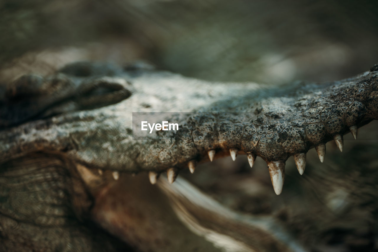 Close-up of a alligator
