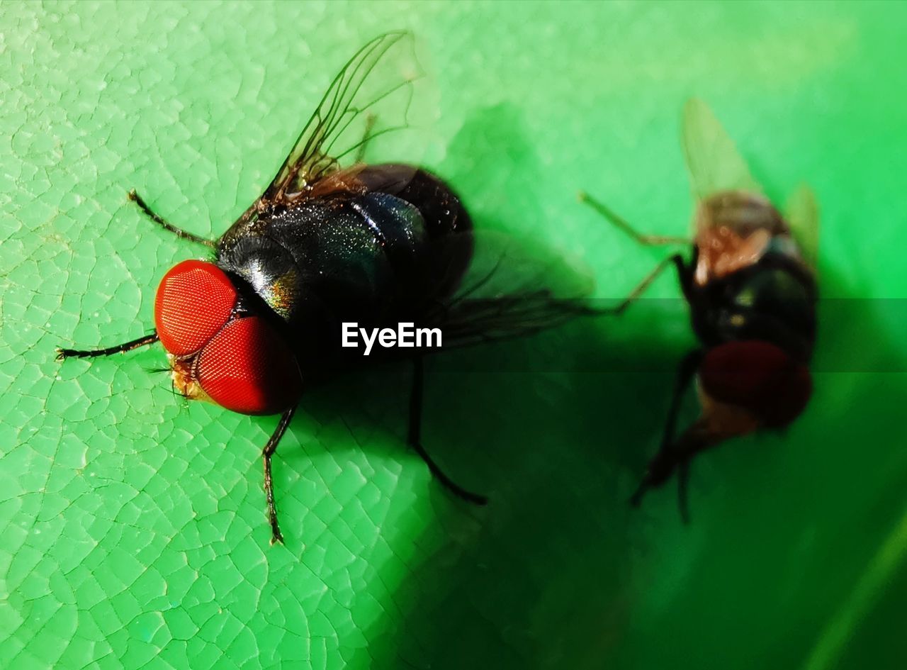 CLOSE-UP OF FLY