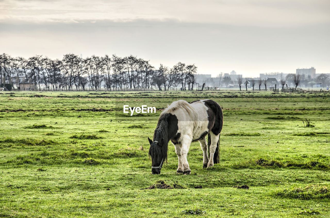 Horse in a green field