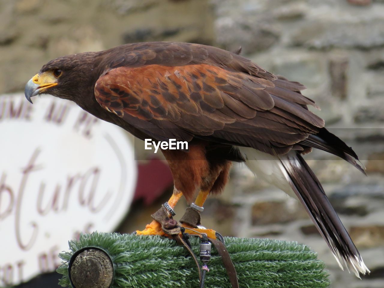 Close-up of bird