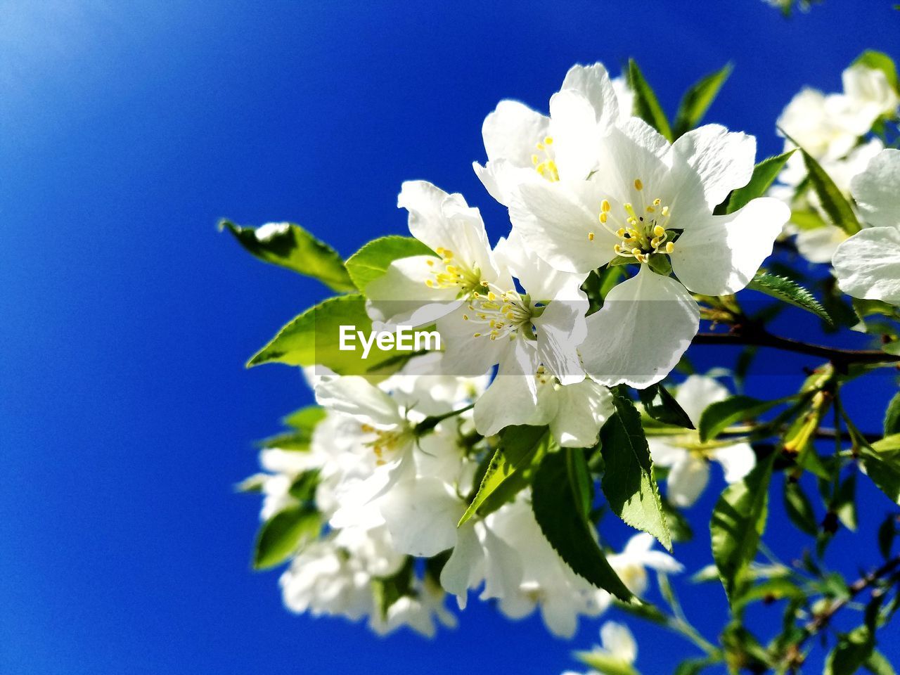 Close-up of white cherry blossoms against blue sky