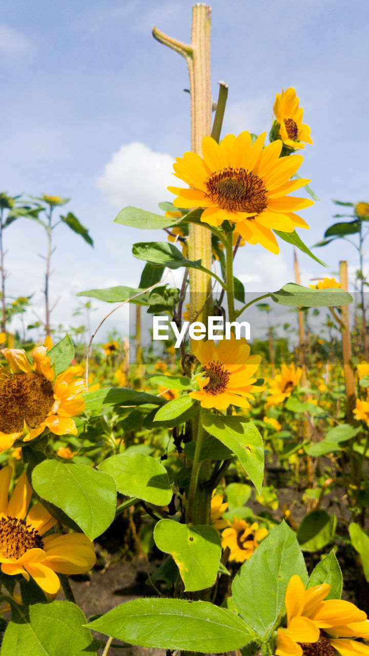 Close-up of yellow flowering plant against sky