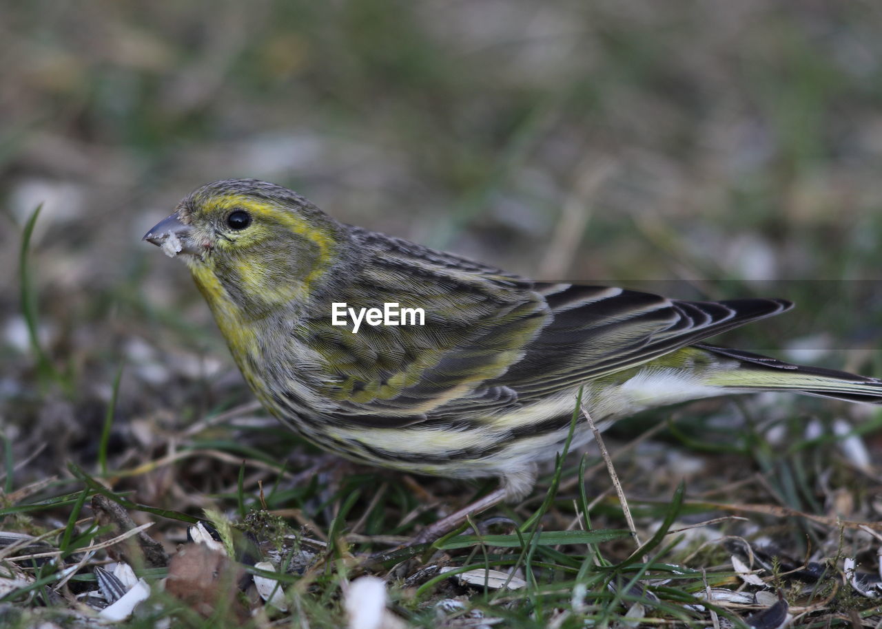 CLOSE-UP OF BIRD PERCHING ON ROCK