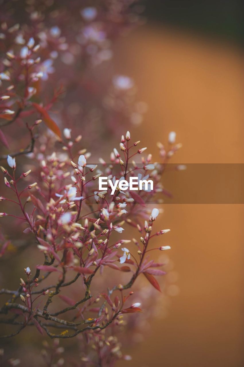 Close-up of pink flowers on branch