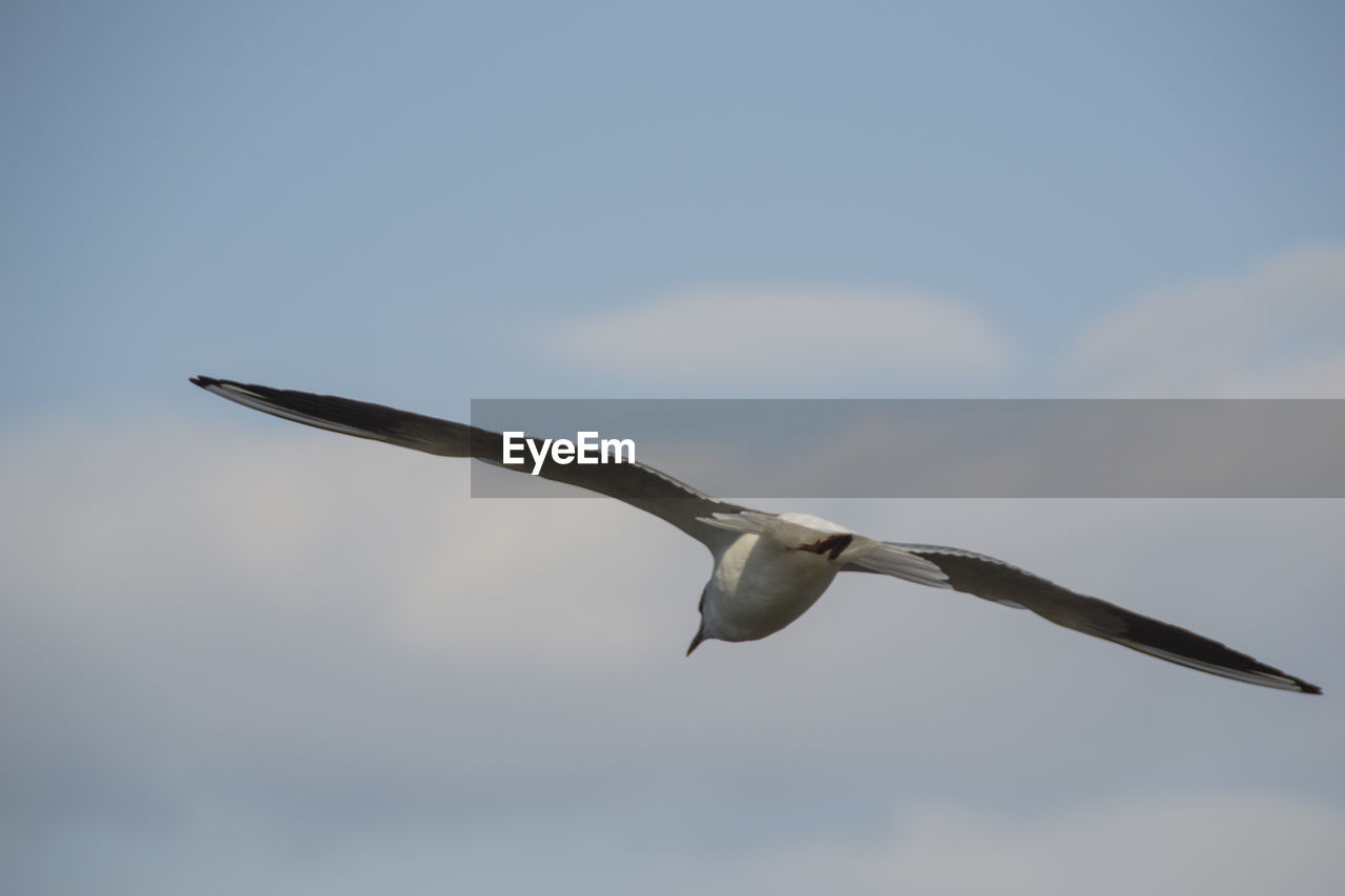 LOW ANGLE VIEW OF BIRDS FLYING IN SKY