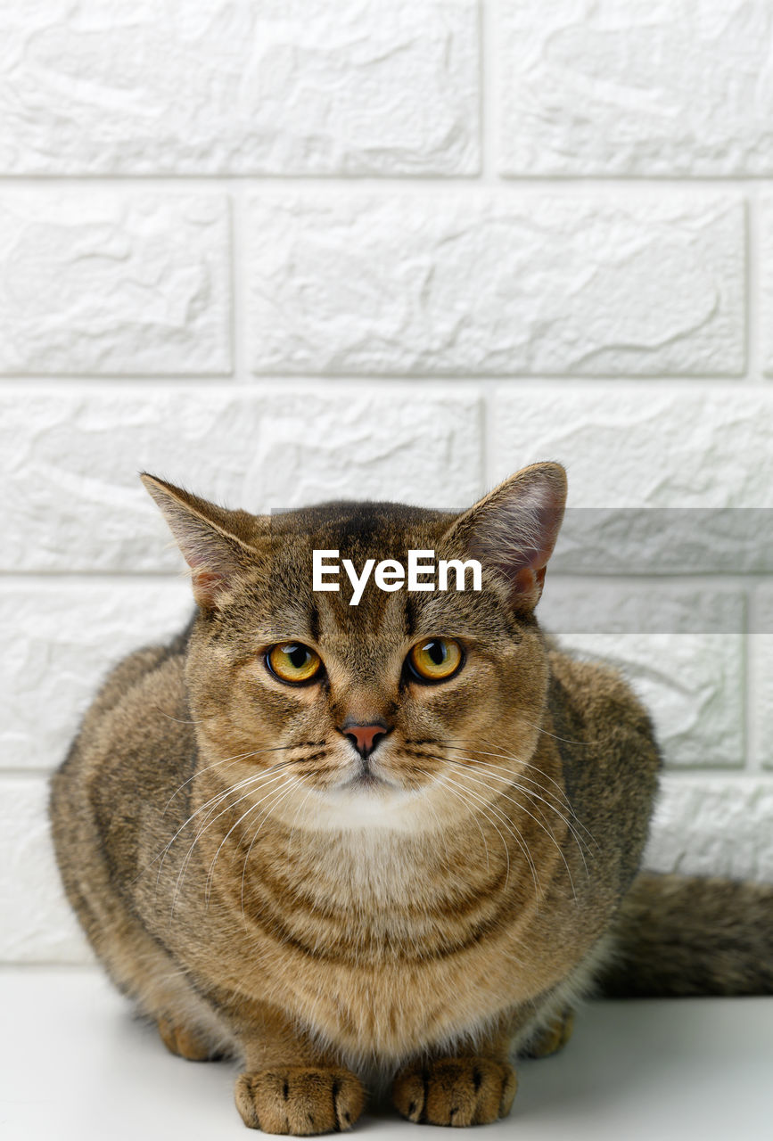 Adult gray scottish straight chinchilla cat on a white background, the animal looks at the camera 