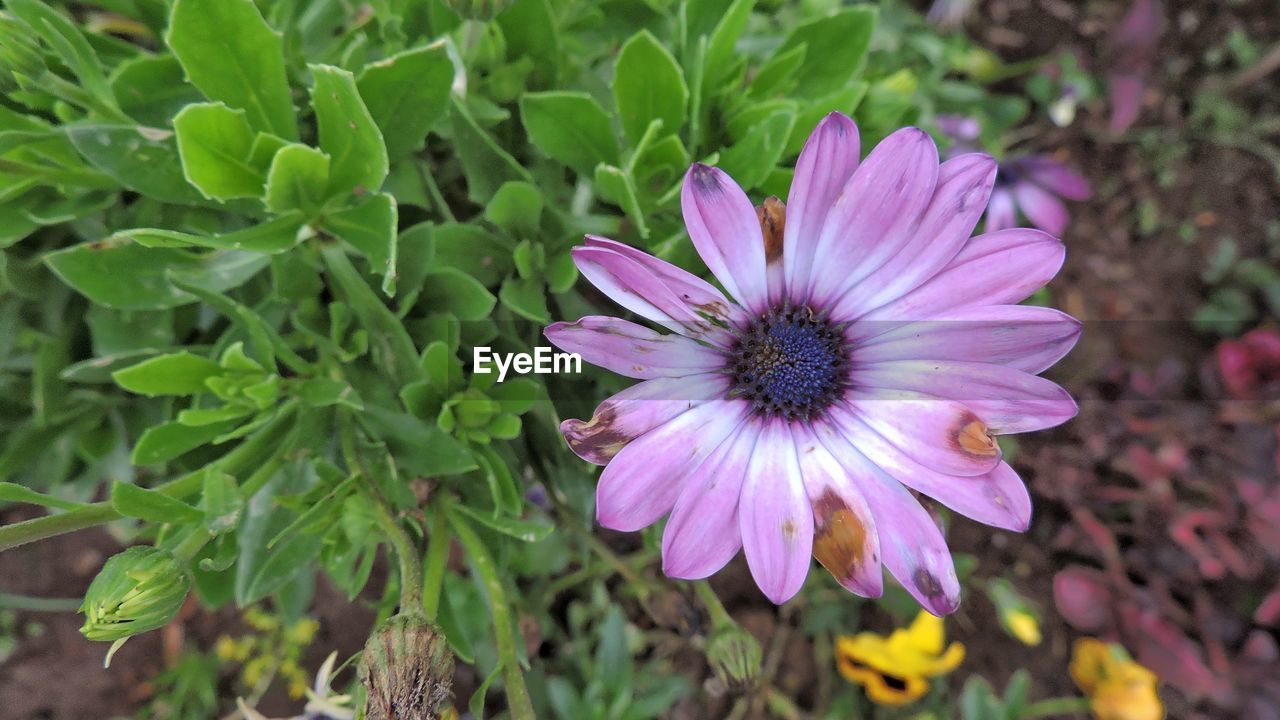 CLOSE-UP OF PURPLE FLOWER IN BLOOM