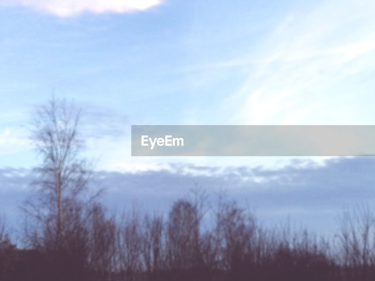 SILHOUETTE TREES AGAINST SKY