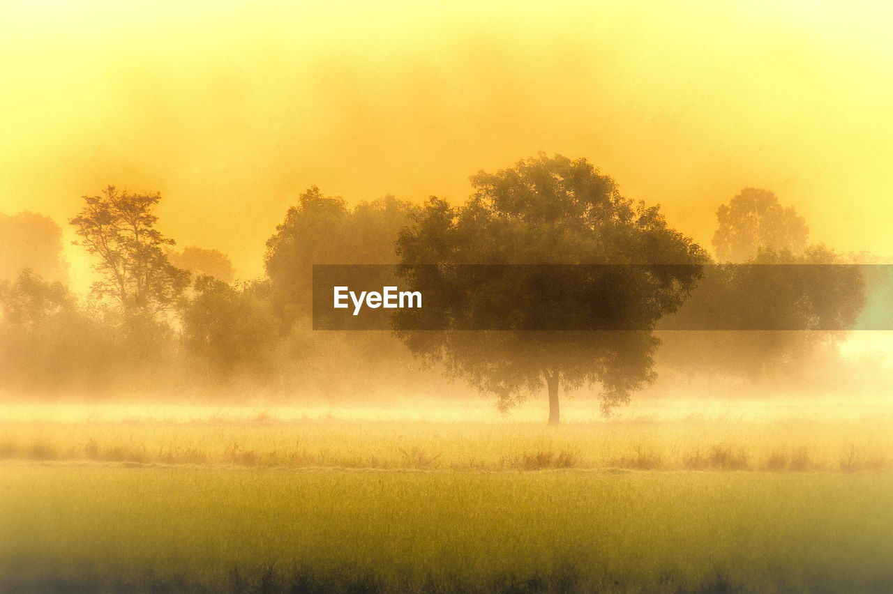 SCENIC VIEW OF FIELD AGAINST SKY DURING FOGGY WEATHER