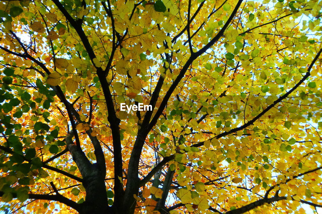 LOW ANGLE VIEW OF TREE WITH AUTUMN LEAVES