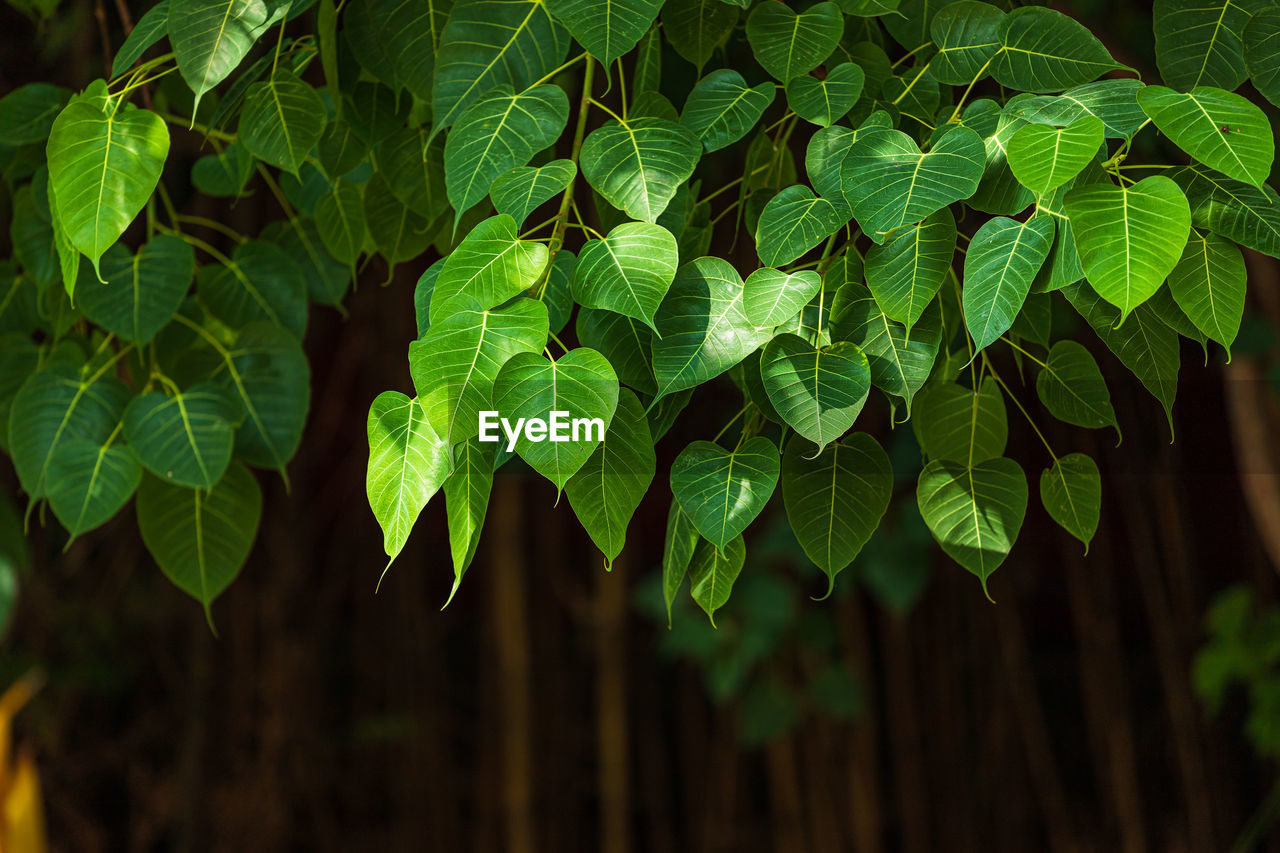 CLOSE-UP OF FRESH GREEN LEAVES ON TREE