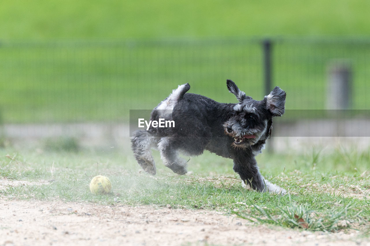 DOG RUNNING ON GRASS