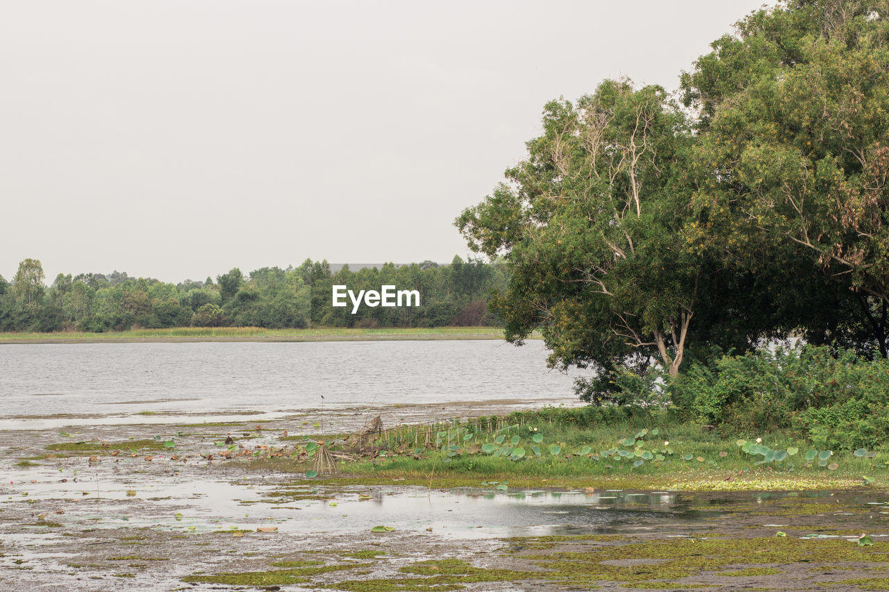 TREES BY LAKE AGAINST CLEAR SKY