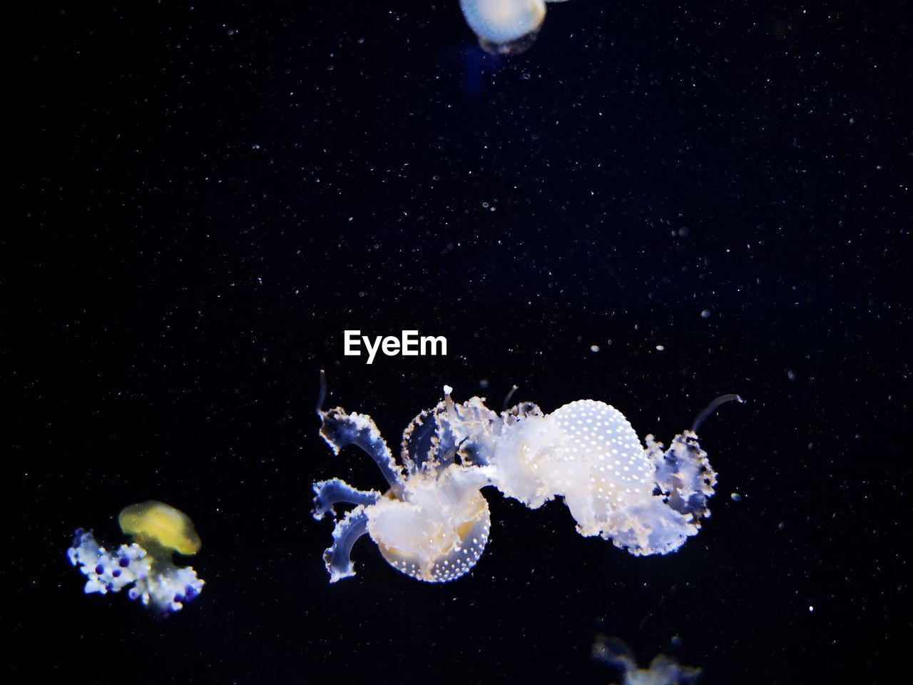 Jellyfish swimming in sea