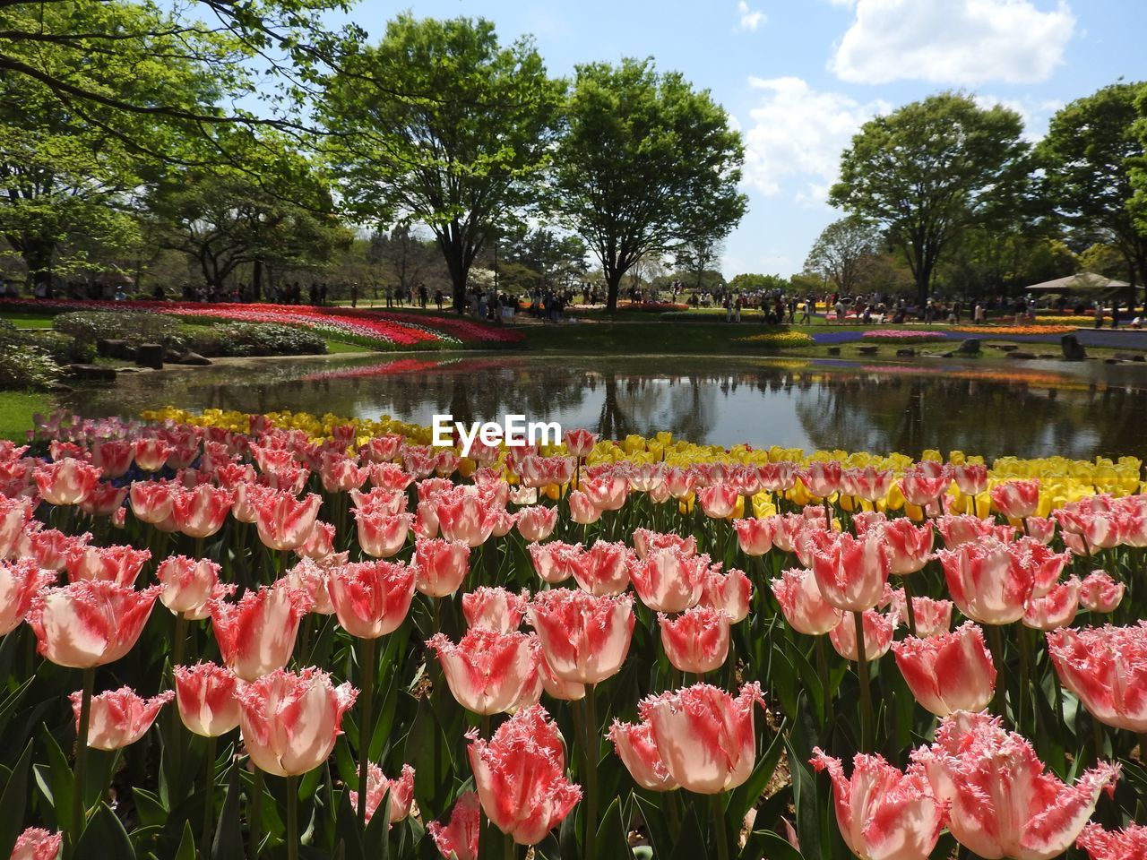 Scenic view of lake in park against sky with beautiful color flowers