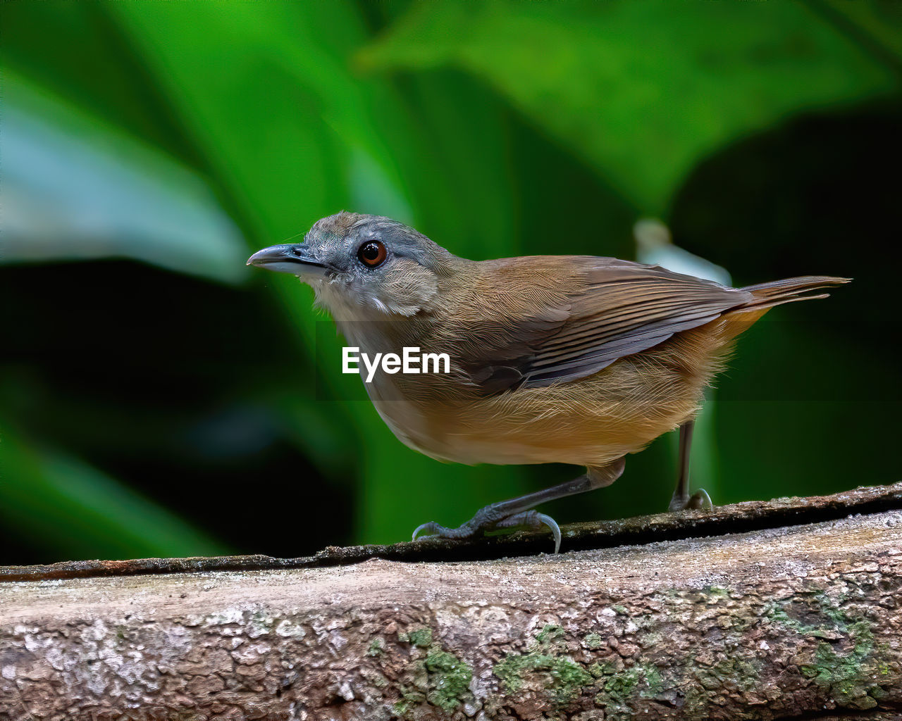 CLOSE-UP OF A BIRD PERCHING ON A LEAF