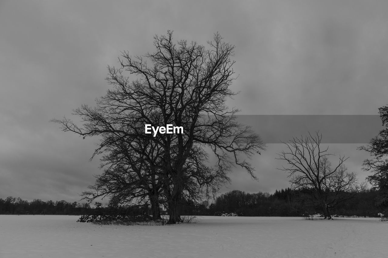 BARE TREES ON SNOW FIELD AGAINST SKY