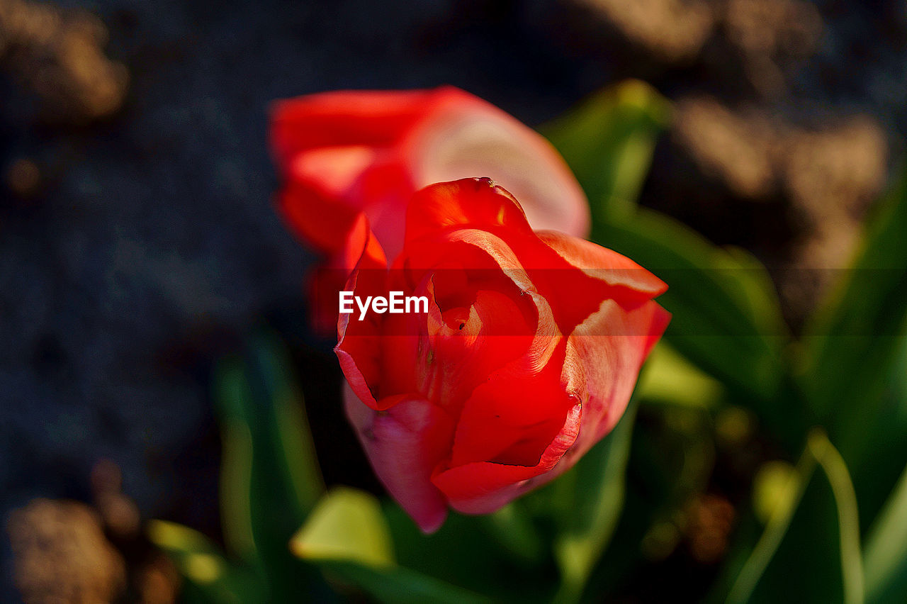 CLOSE-UP OF RED ROSE ON LEAF