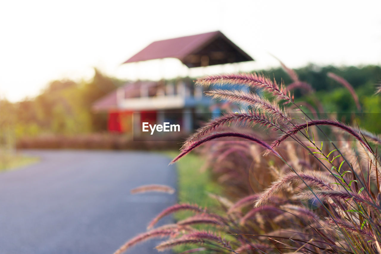 Close-up of plant against house on field