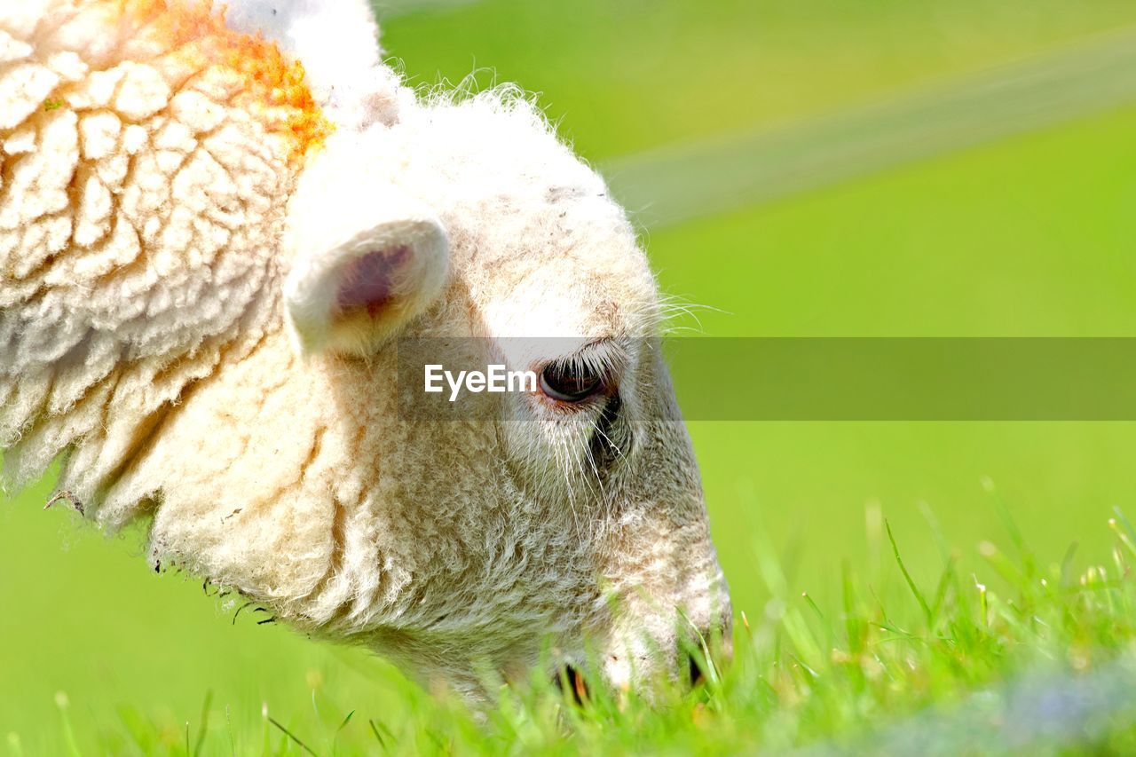 Portrait of sheep in a field