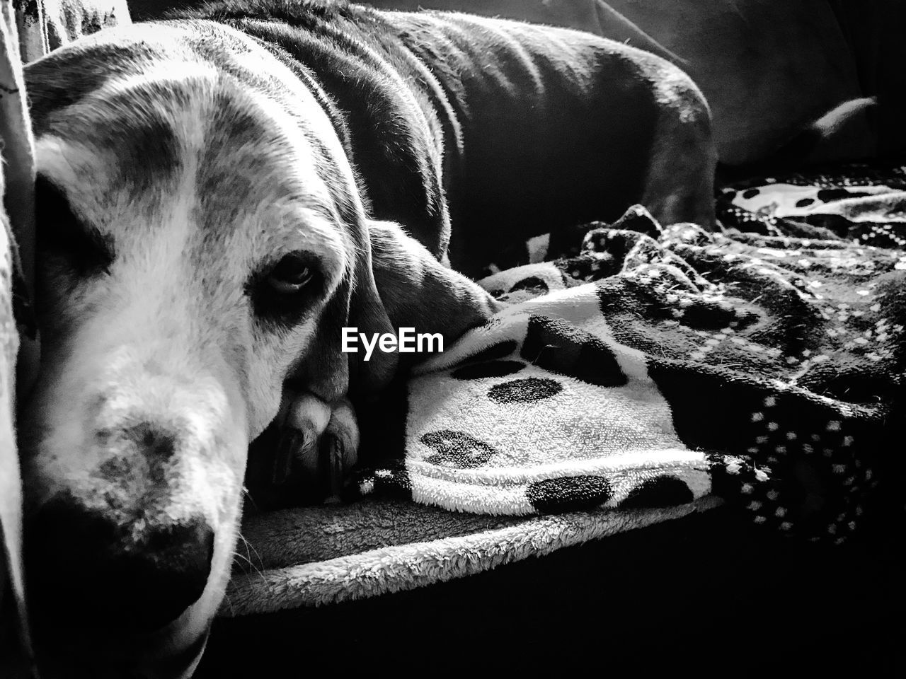 Close-up of dog relaxing at home