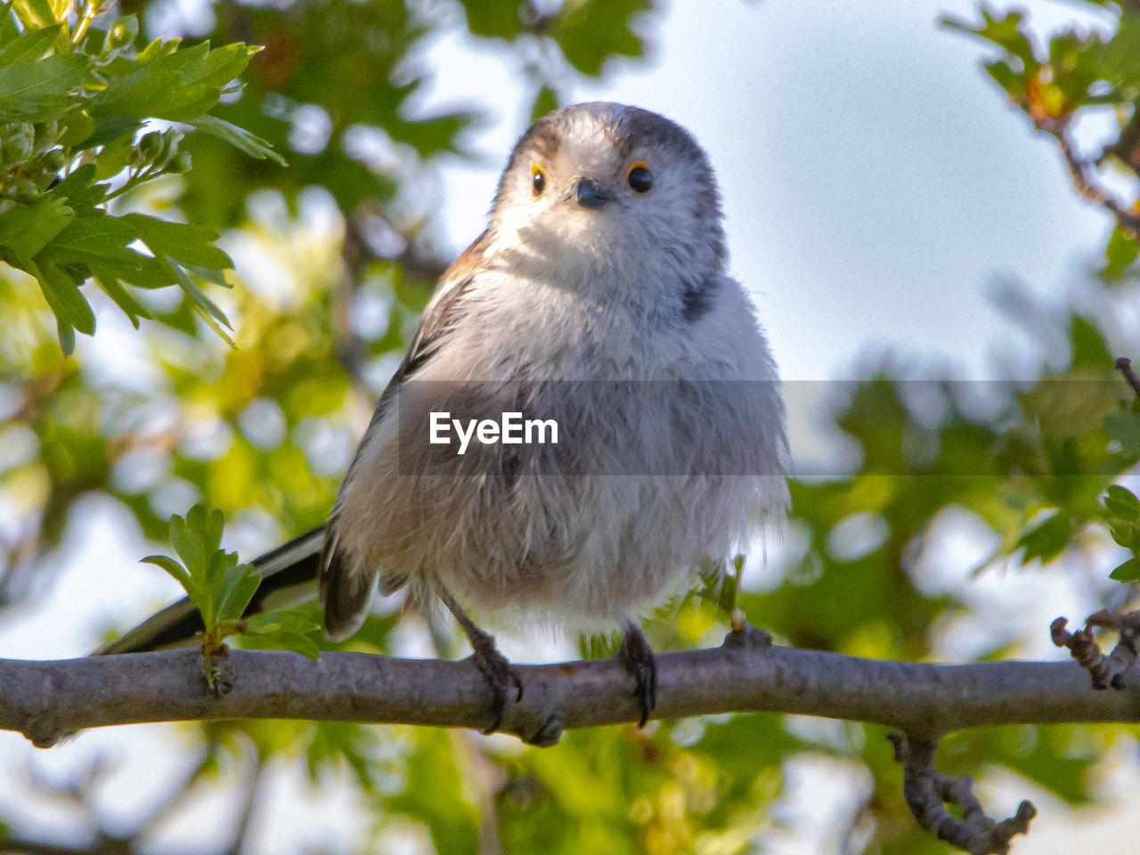 LOW ANGLE VIEW OF BIRD PERCHING ON BRANCH