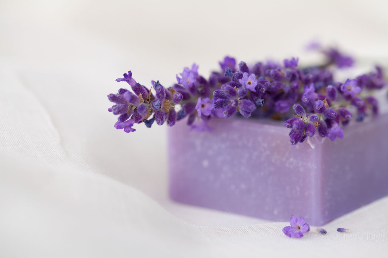 Close-up of lavender flowers with soap against white background