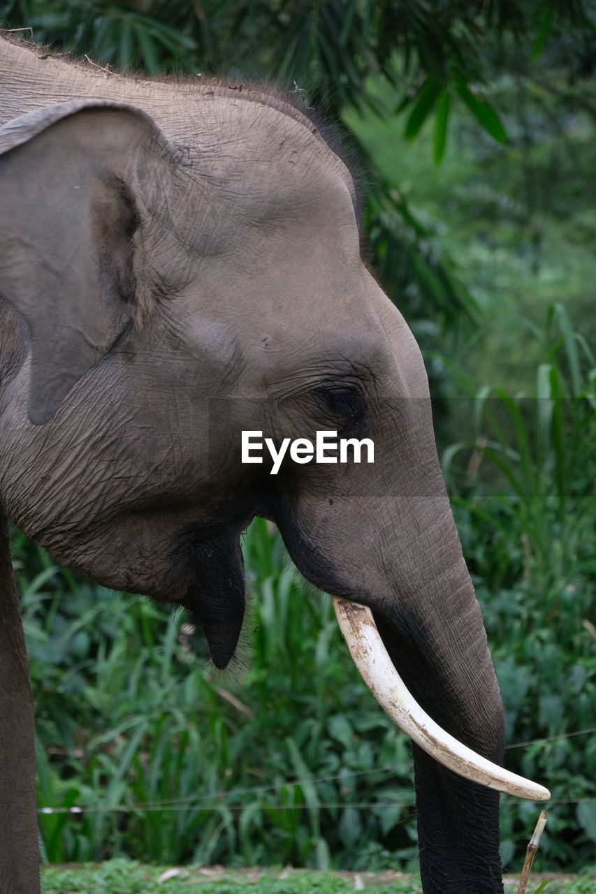 animal themes, animal, one animal, animal wildlife, wildlife, mammal, animal body part, plant, no people, nature, close-up, outdoors, day, tree, zoo